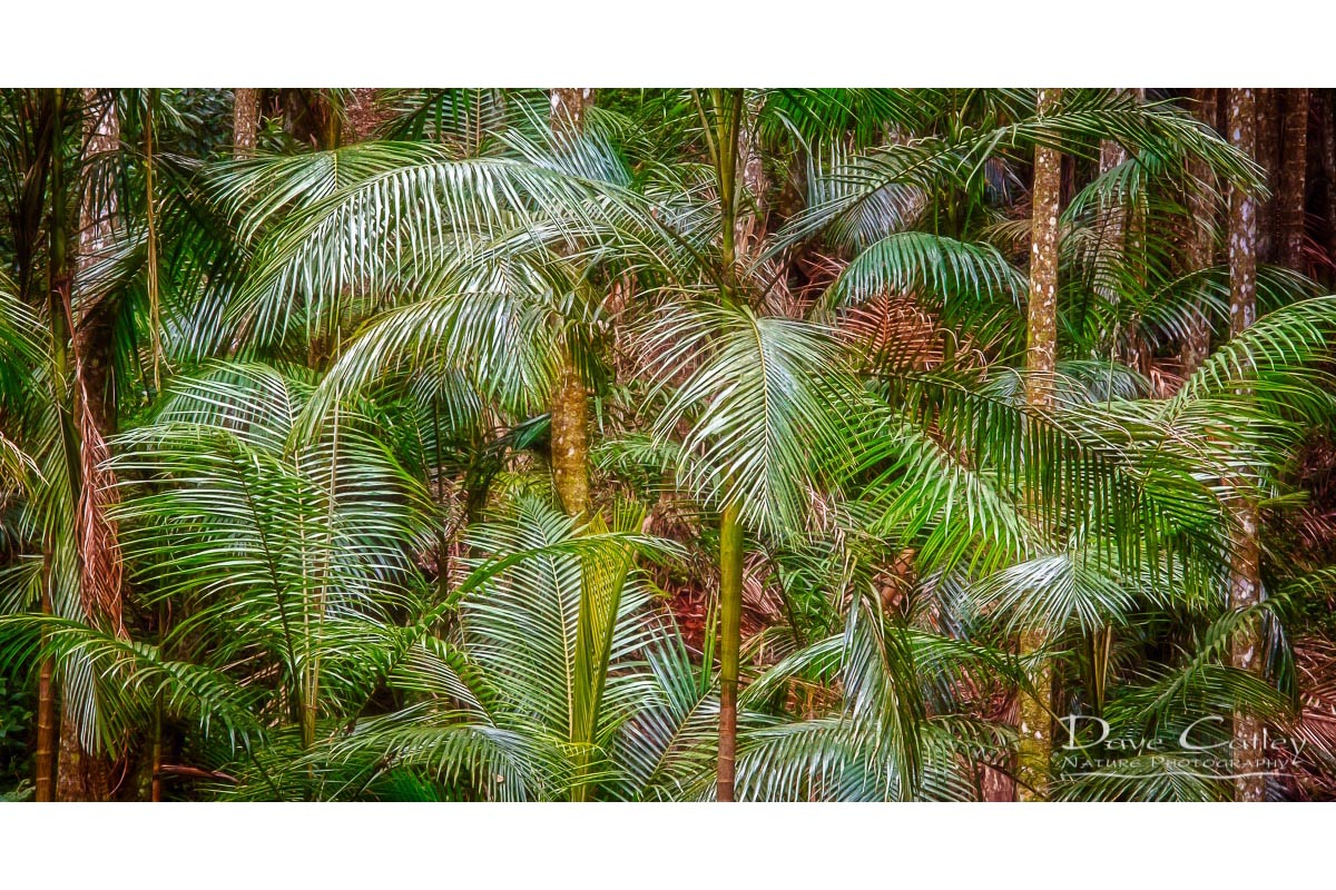 Deep in the Forest - Rainforest, Tamborine Mountain, Tamborine, Queensland, Landscape Stubby Holder (GCR1.1-V1-SH1)