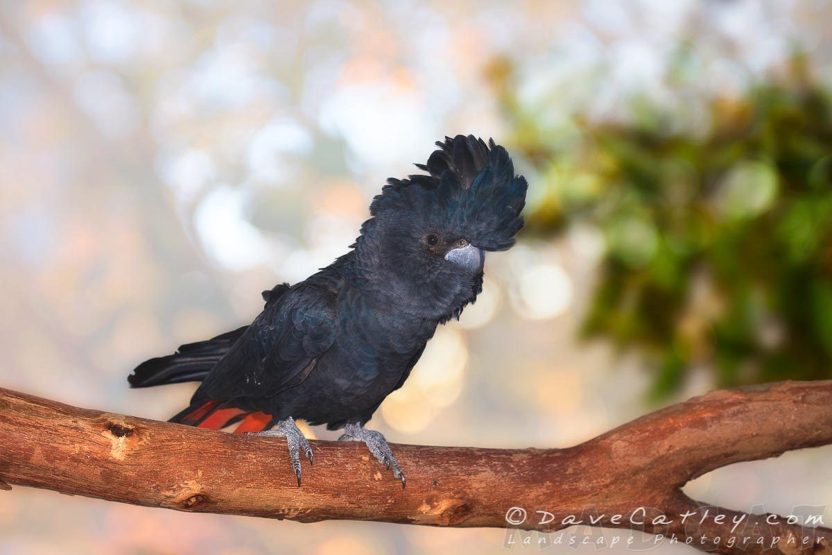 Raf the Red-Tailed Black Cockatoo, Native Animal Rescue, Perth, Western Australia - Photographic Art