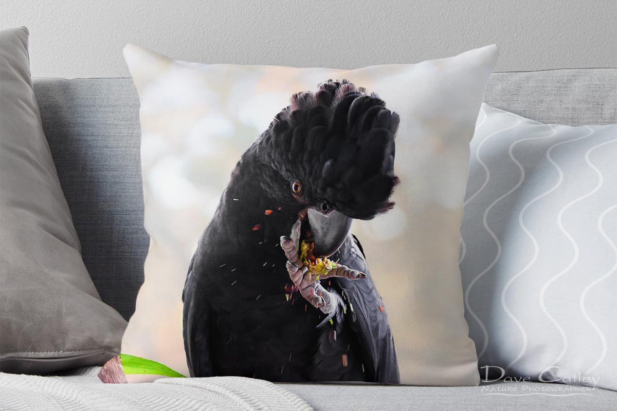 Exploding Nuts - Red Tailed Black Cockatoo, Native Animal Rescue, Perth, Western Australia, Wildlife Cushion Cover (NAR1.17-V1-CC1)