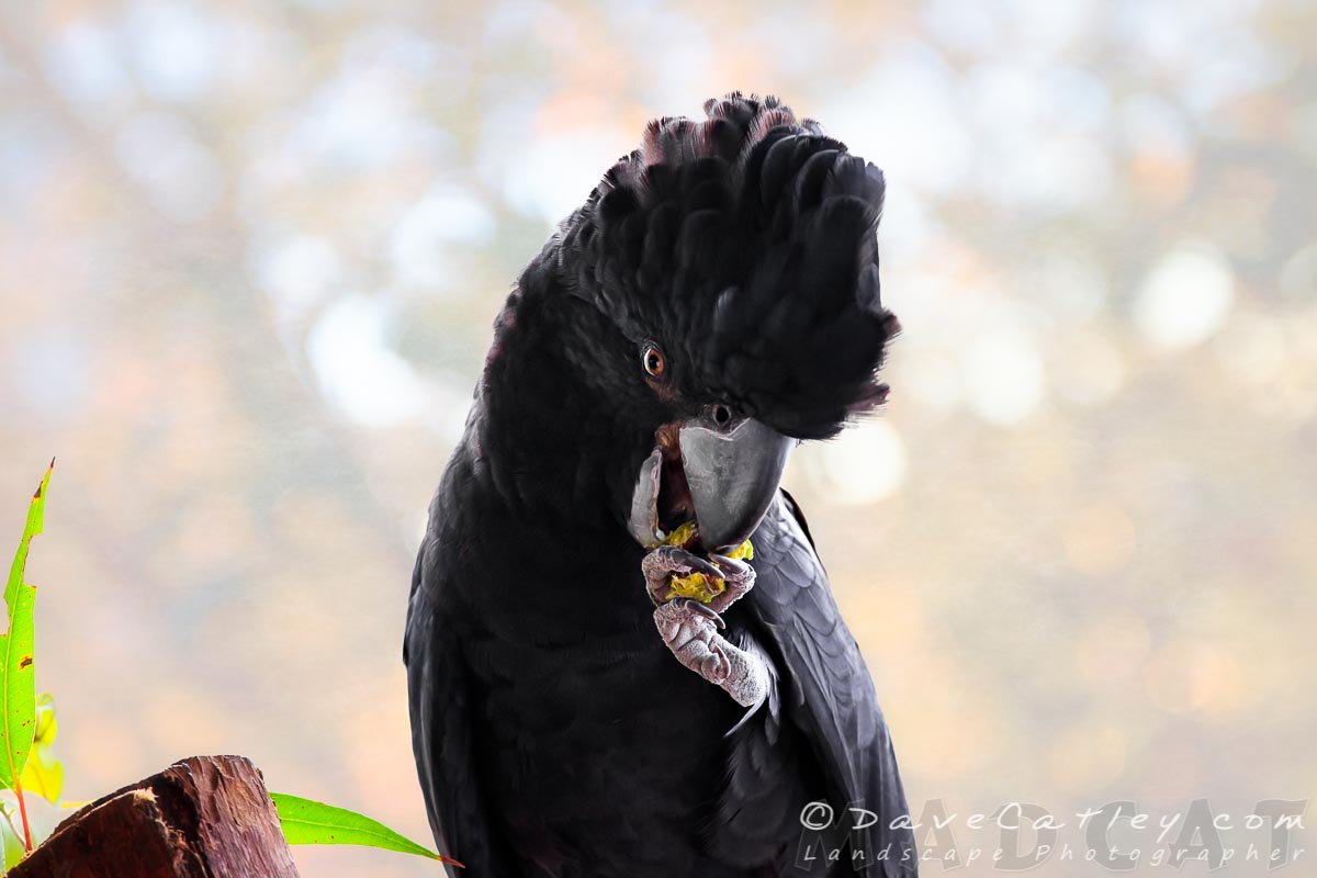New Image Release – Black Cockatoo with Exploding Nuts