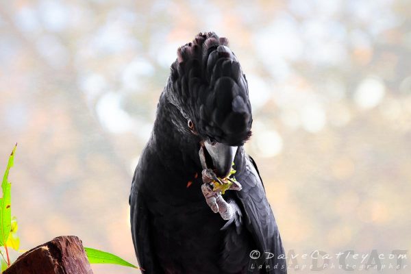 Red Tailed Black Cockatoo, Exploding Nuts, Perth, Western Australia - MADCAT Photography