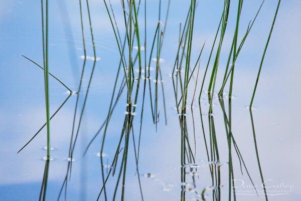 Reeds, Lake Monger, Perth, Western Australia