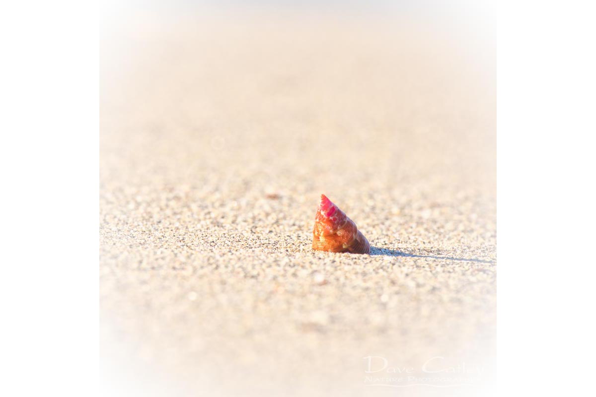 Simplicity - Sea Snail Shell, Carnac Island, Perth, Western Australia, Wildlife Tote Bag (CIS1.1-V1-TB1)