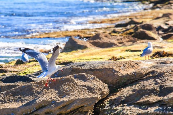 Silver Gulls, Burns Beach, Perth, Western Australia - Photographic Art