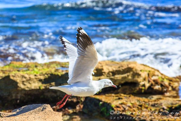 Silver Gulls, Burns Beach, Perth, Western Australia - Photographic Art