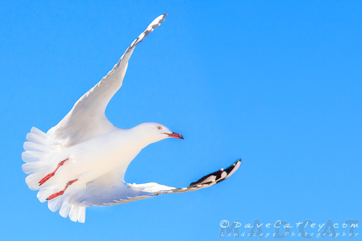 Photos – Silver Gulls: Beauty or Beast