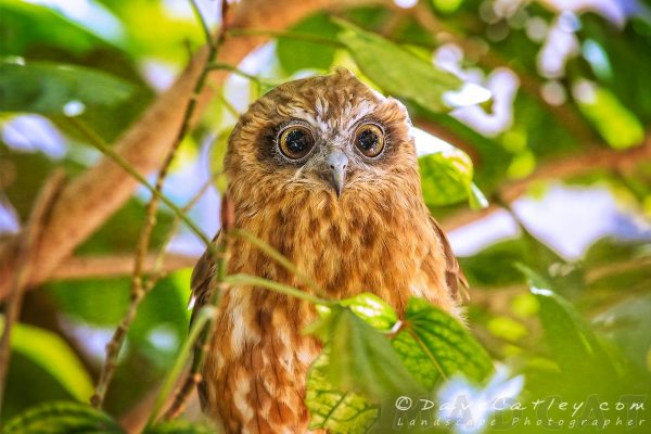 Southern Boobook Owl in Mum’s Backyard