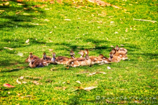 Spring Ducklings, Yanchep National Park, Perth, Western Australia