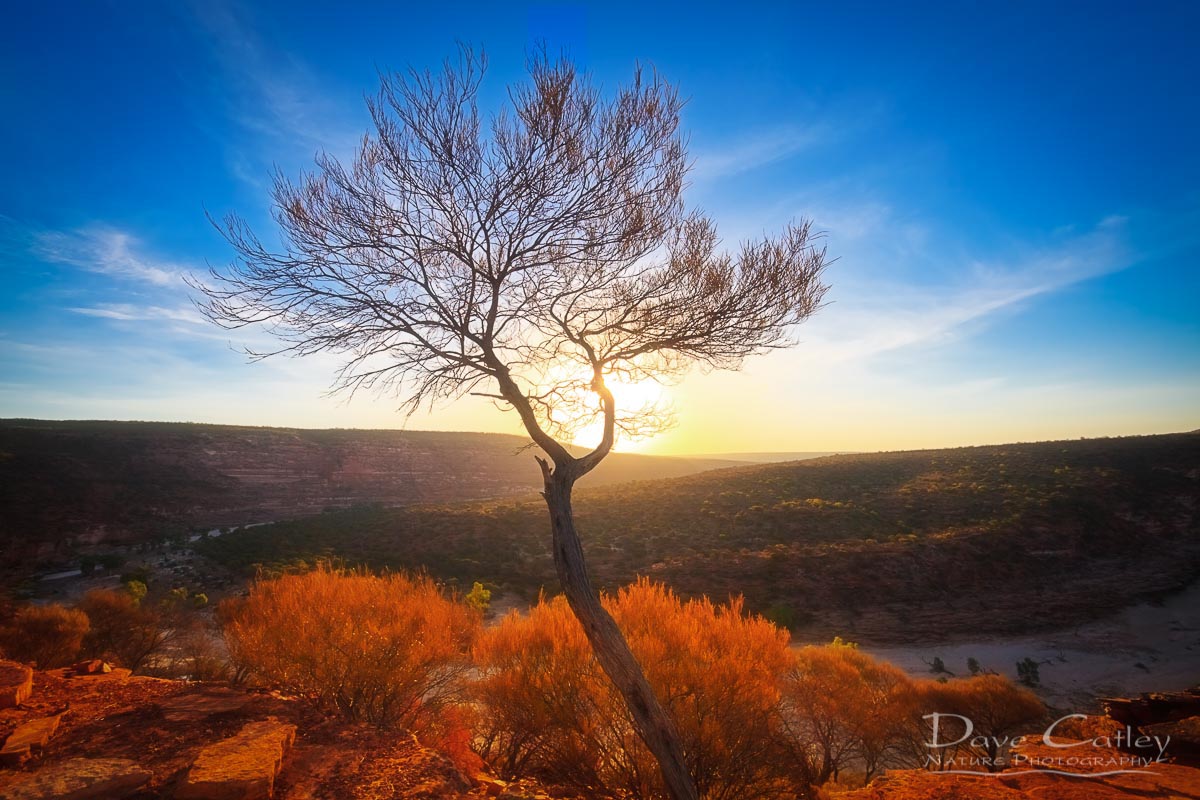 Dead River Tree - Sunset, Murchison River, Kalbarri, Western Australia, Landscape Mug (KNP1.1-V1-MG1)