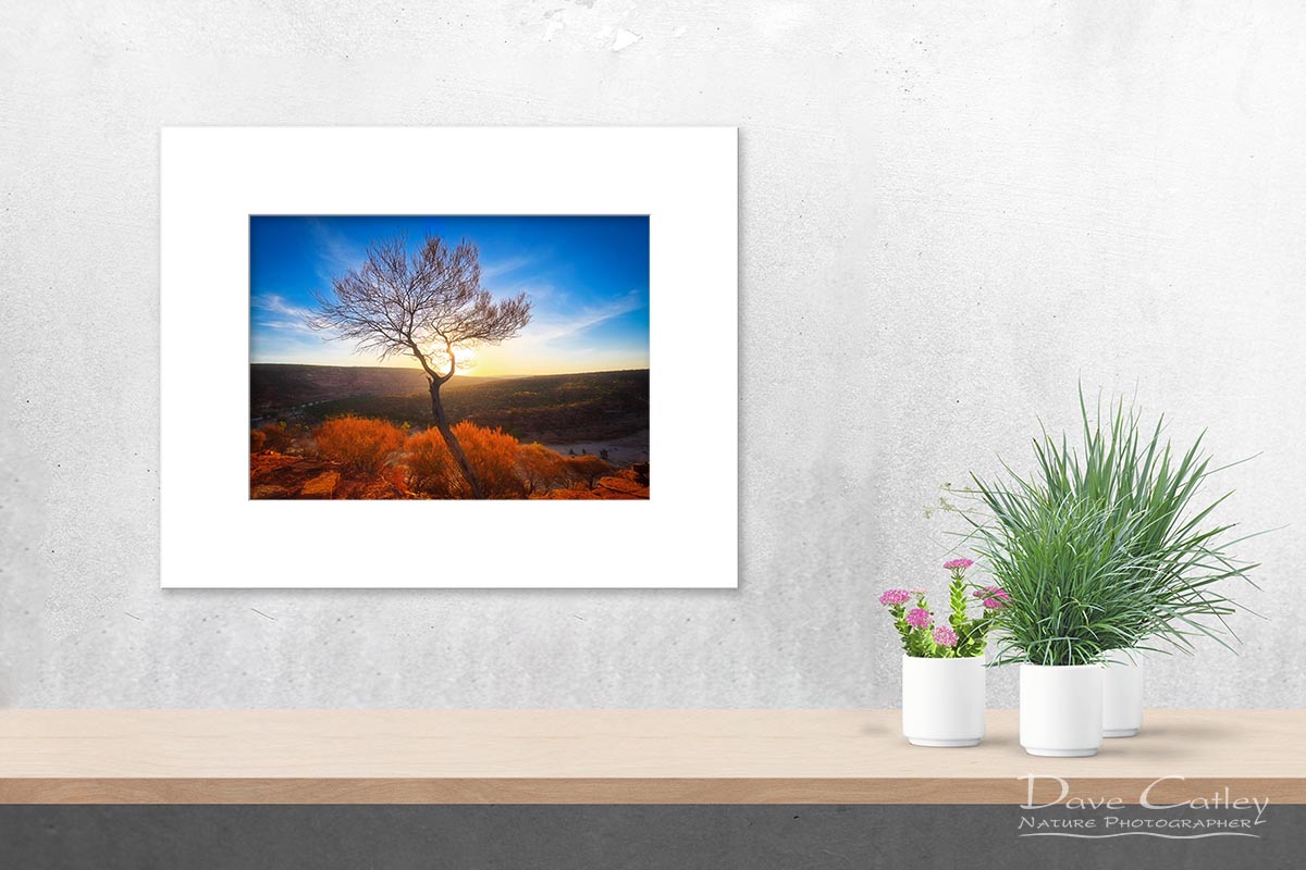 Dead River Tree - Sunset, Murchison River, Kalbarri, Western Australia, Landscape Print (KNP1.1-V1-TH1)