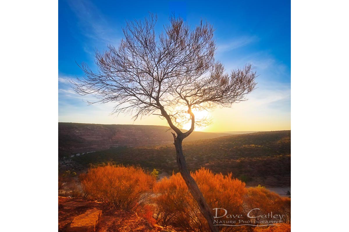 Dead River Tree - Sunset, Murchison River, Kalbarri, Western Australia, Landscape Tote Bag (KNP1.1-V1-TB1)