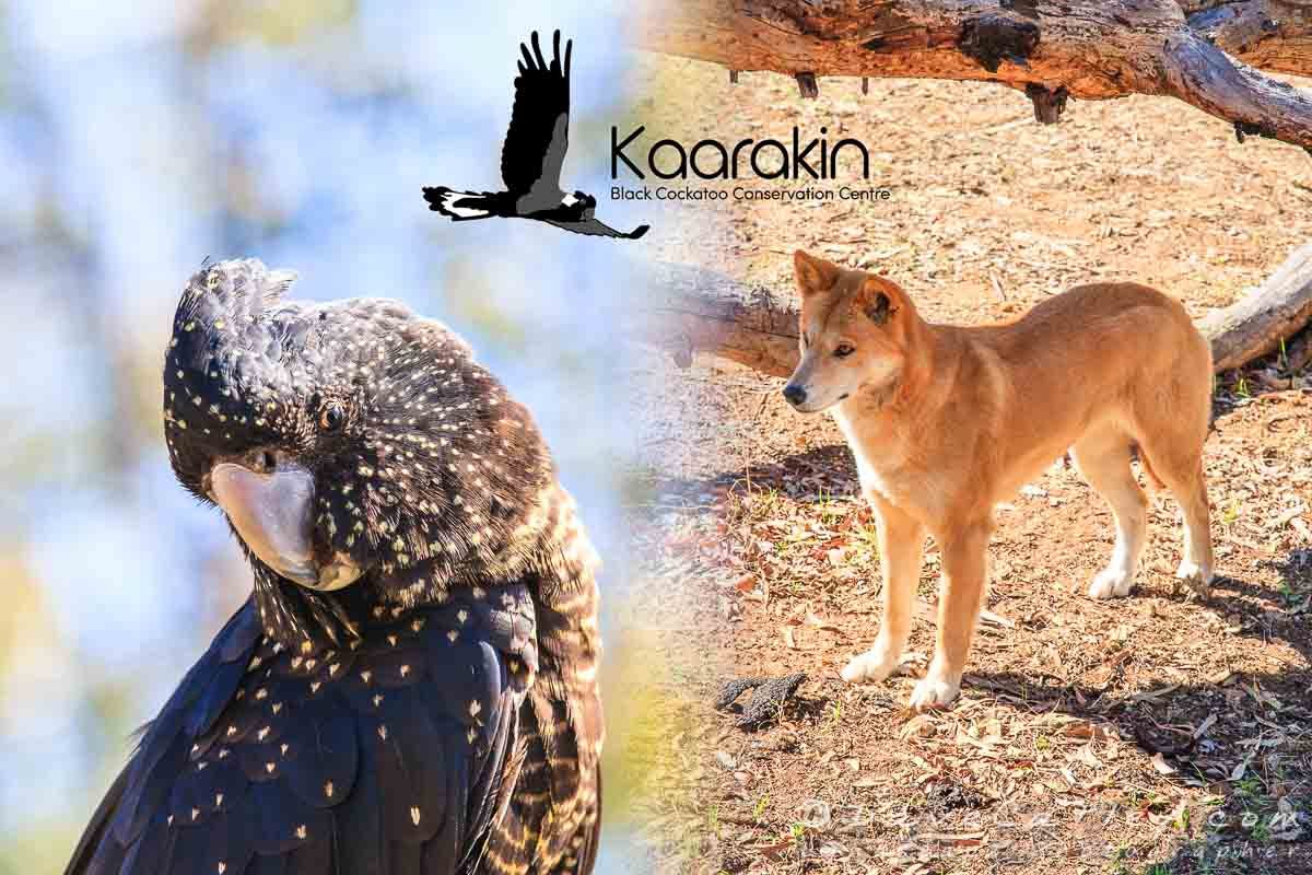 Tour Day, KaarakinBlack Cockatoo Centre, Western Australia - MADCAT Photography